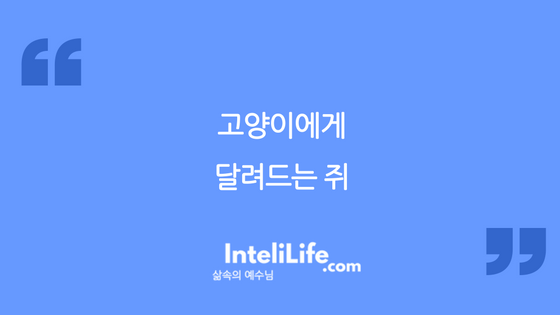 고양이에게 달려드는 쥐